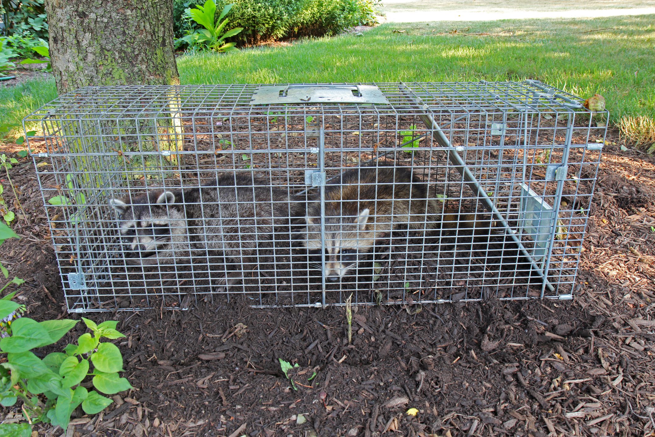 Two raccoons trapped in garden cage